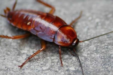 蟑螂的危宛_(qing)防制